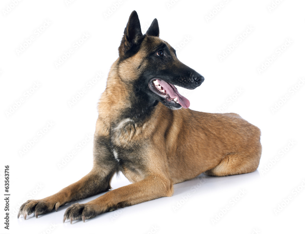 belgian shepherd