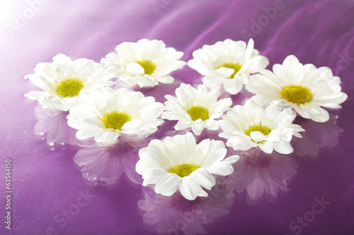 Floating chrysanthemum flower close up