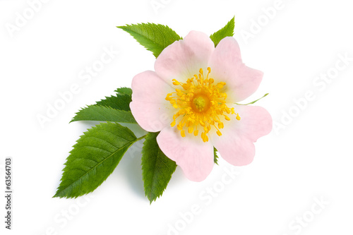 Blossom of wild rose isolated on white photo
