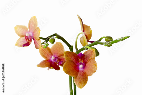 Colored cultivated orchid isolated on white background