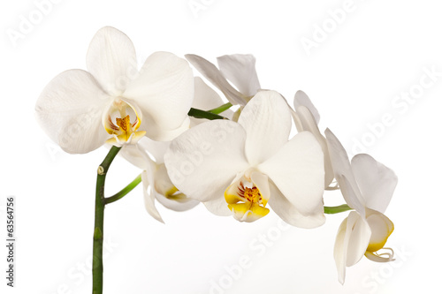 Colored cultivated orchid isolated on white background