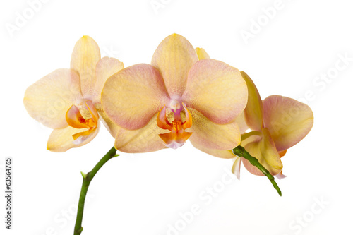 Colored cultivated orchid isolated on white background