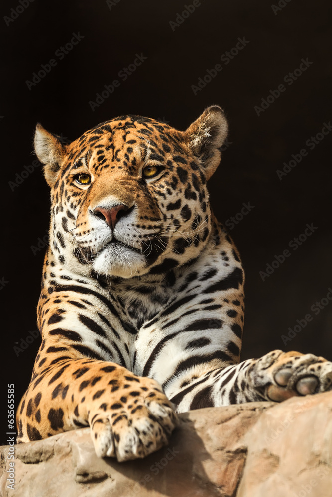 Obraz premium Closeup portrait of jaguar or Panthera onca