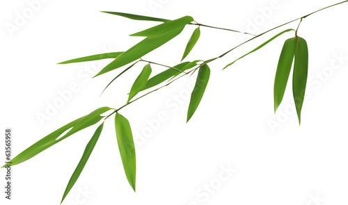 illustration with isolated bamboo green branch