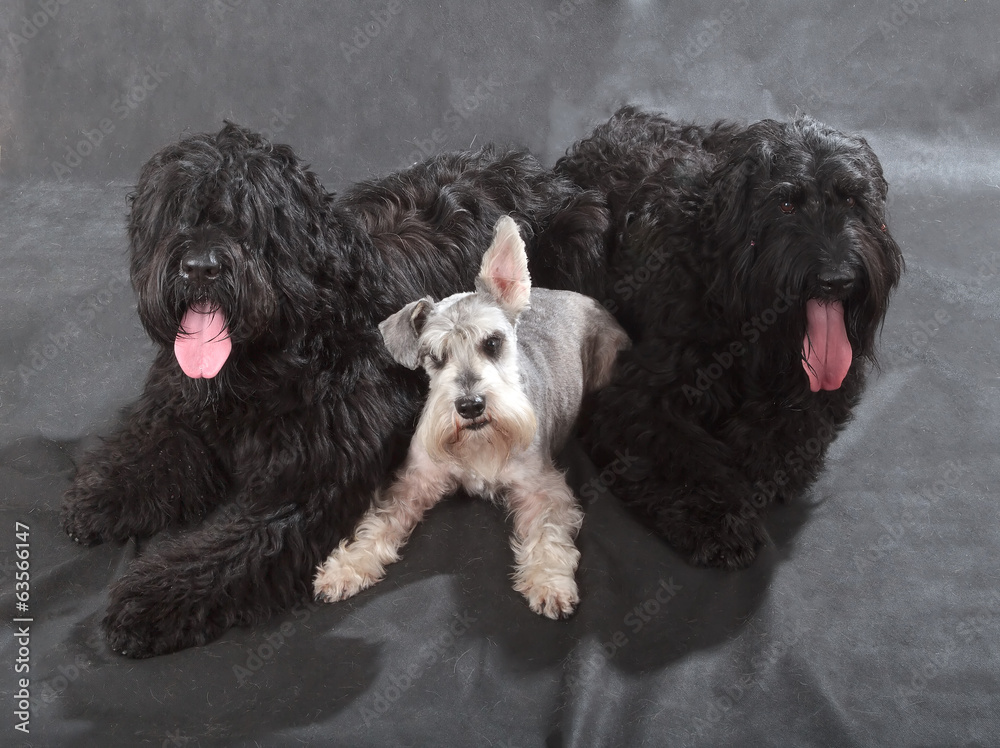 Black Russian Terrier & Schnauzer