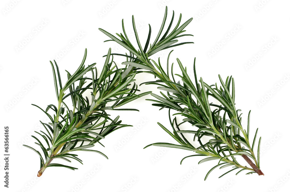 Fototapeta premium Gałązki rozmarynu