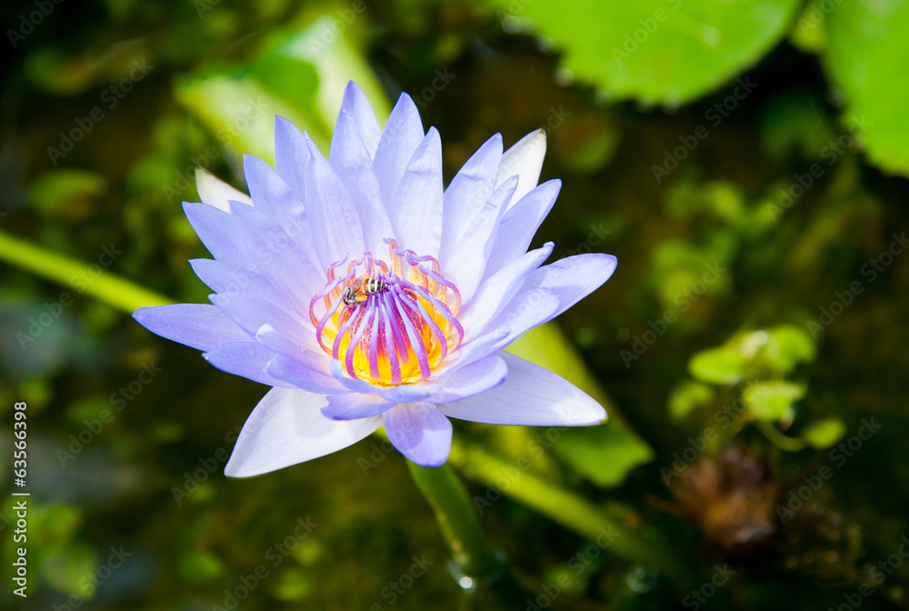Close up of beautiful purple lotus blossom in pool Close up of beautiful purple lotus blossom in pool