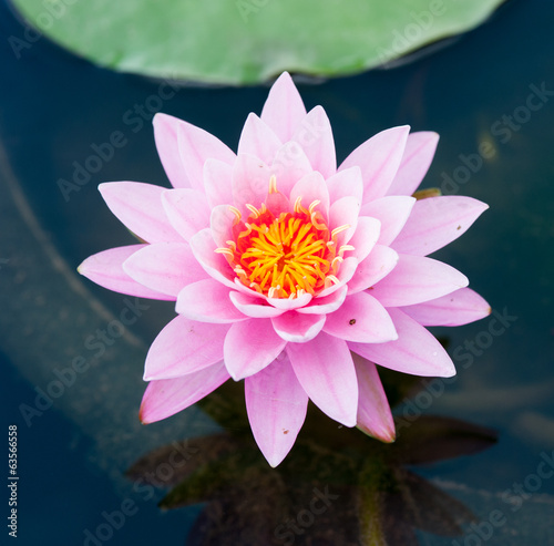 PInk Lotus on the River