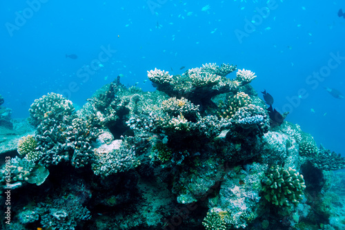 Coral reef at Maldives