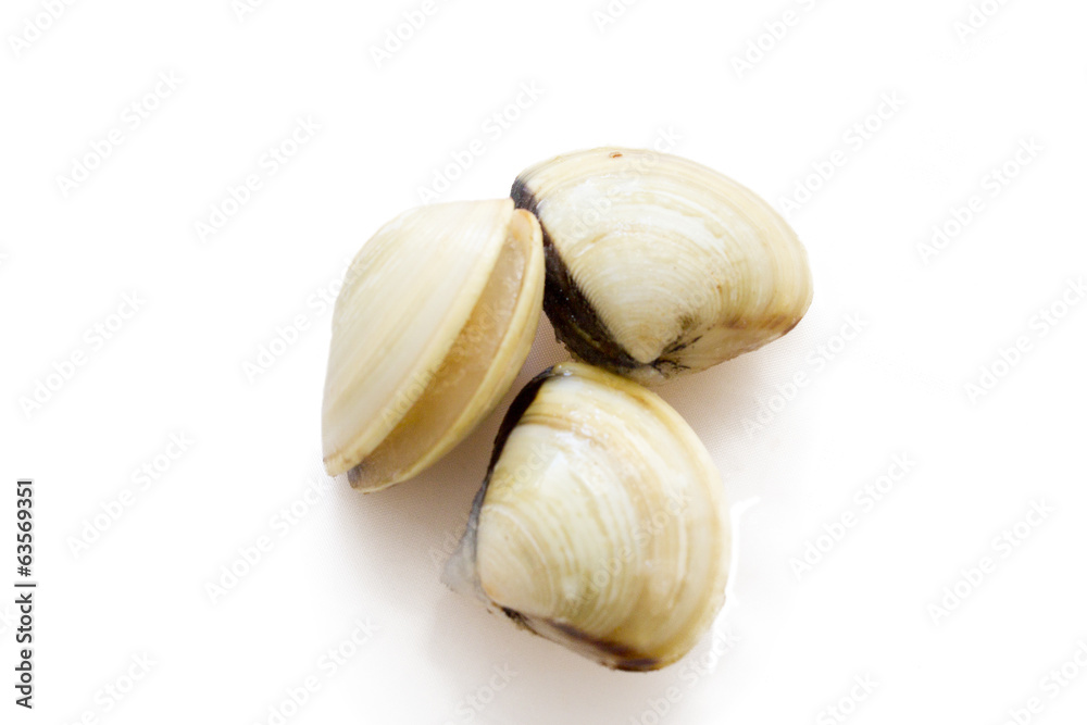 Fototapeta premium fresh clams