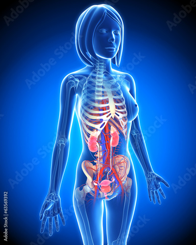 Anatomy of female Urinary system in blue