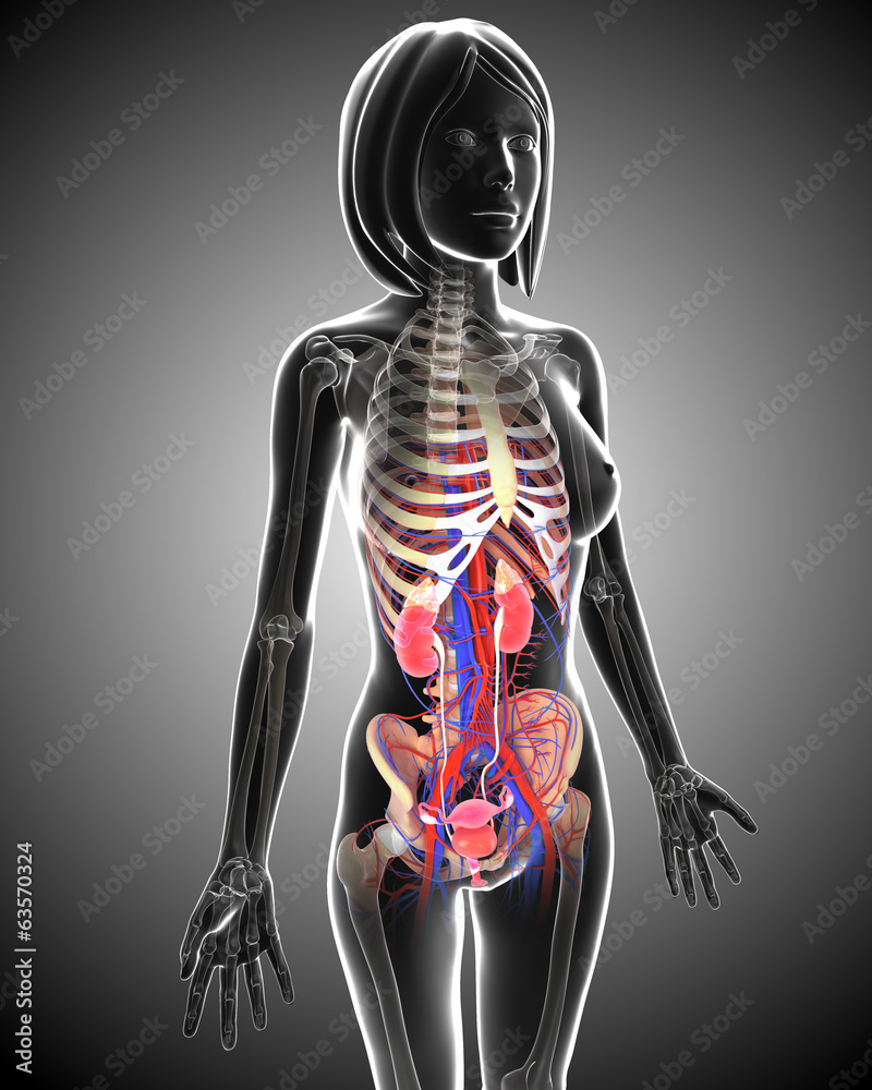 Anatomy of Female Urinary system in gray Stock Illustration Adobe Stock