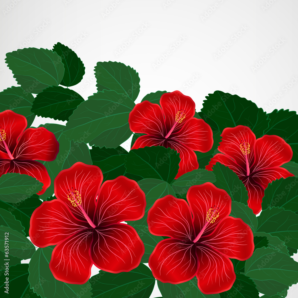 Floral design background. Hibiscus flowers. Floral design background. Hibiscus flowers.