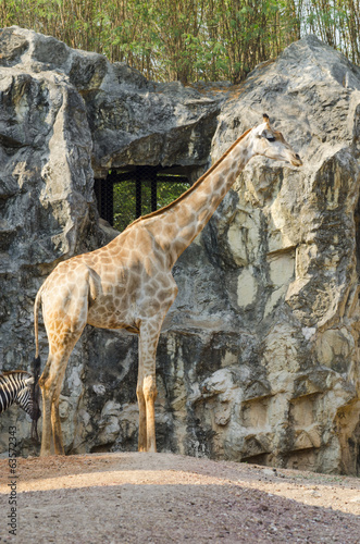 giraffe in the zoo, Thailand © chokniti