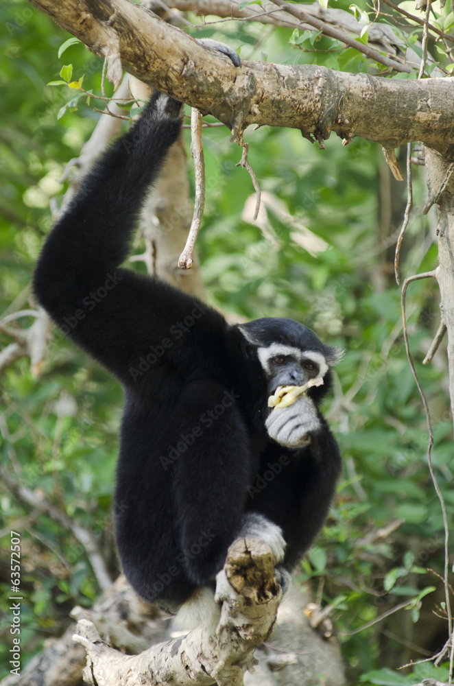 White Cheeked Gibbon or Lar Gibbon White Cheeked Gibbon or Lar Gibbon