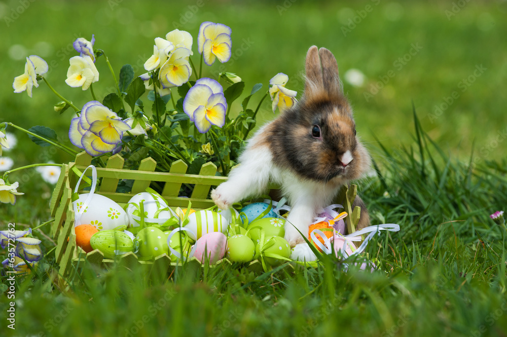 Fototapeta premium Osterhase