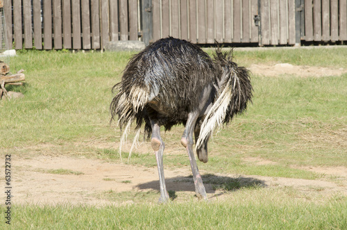 Ostrich