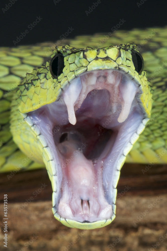 Змея изо рта. Ядовитые змеи с открытой пастью. Змея с открытым ртом. Змея открыт рот. Зеленая змея с открытой пастью.