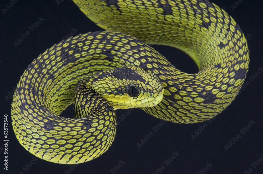 Fototapeta premium Tree viper / Atheris nitschei