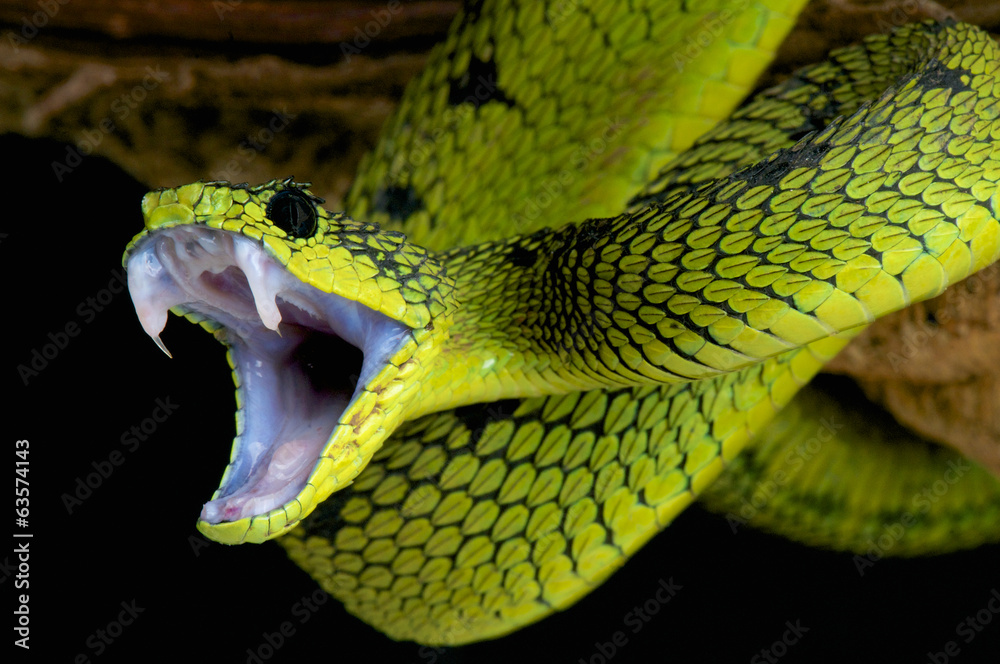 Obraz premium Atakujący wąż / Atheris nitschei