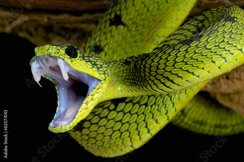 Canvas Print Attacking snake / Atheris nitschei