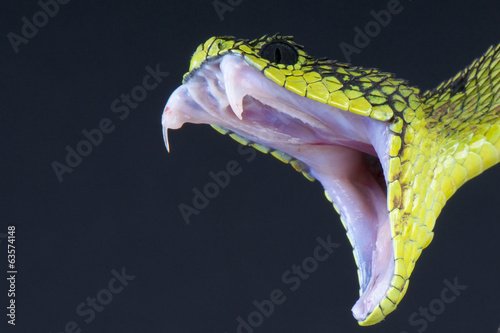 Canvas Print Biting snake
