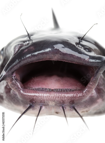 Mouth catfish
