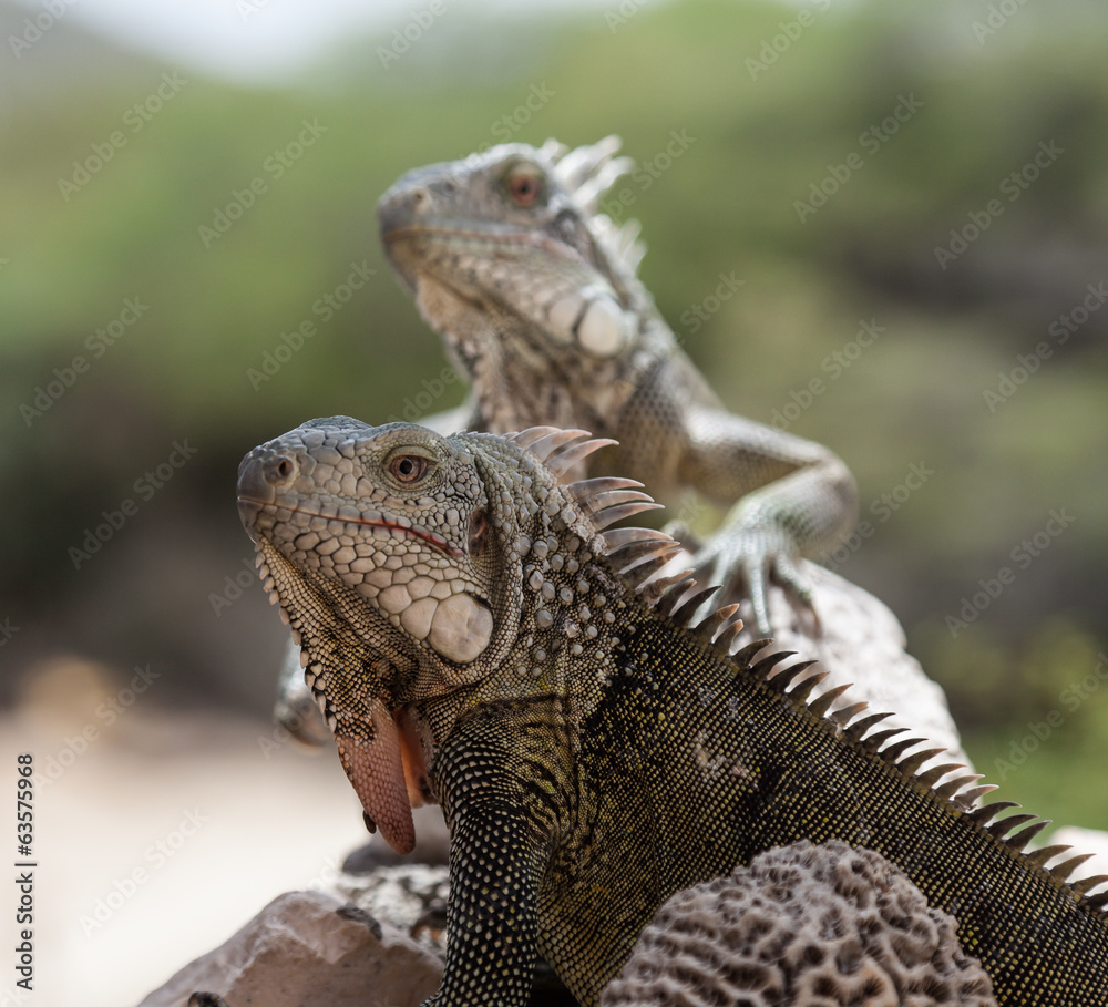 Green Iguana's Reptiles at Lagun Beach Curaca caribbean island Green Iguana's Reptiles at Lagun Beach Curaca caribbean island