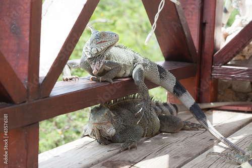 Green Iguana's Reptiles at Lagun Beach Curaca caribbean island photo