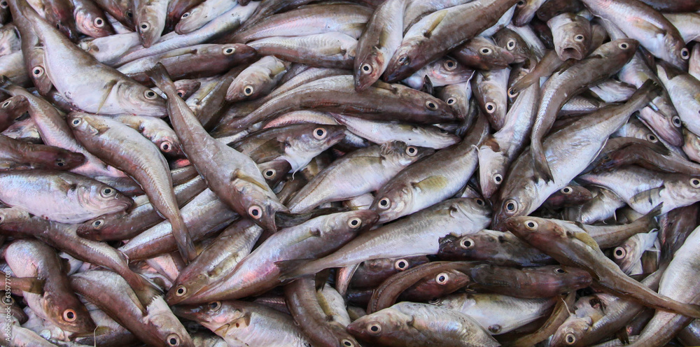 fish background fish background
