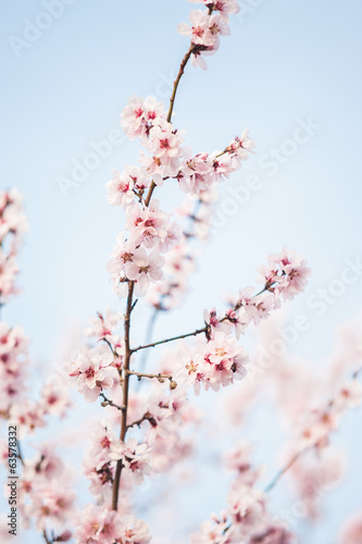 Blooming cherry tree branches photo