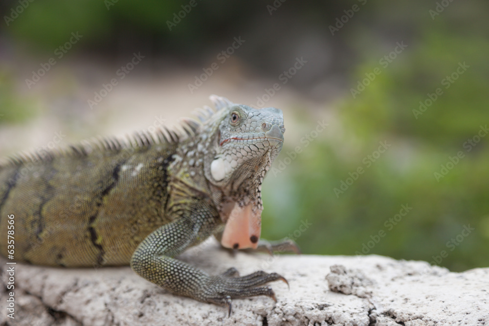 Fototapeta premium Green Iguana's Reptiles at Lagun Beach Curaca caribbean island