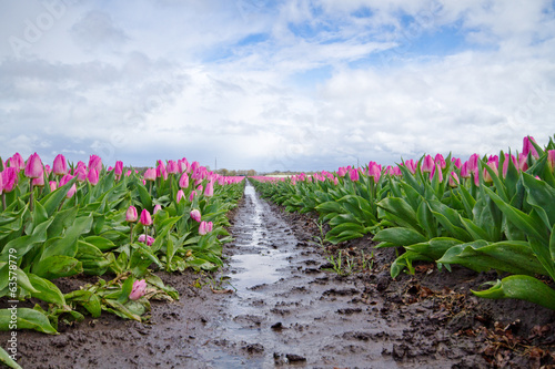 Fototapeta Naklejka Na Ścianę i Meble -  Pink Tulips on a muddy field with puddles after rain