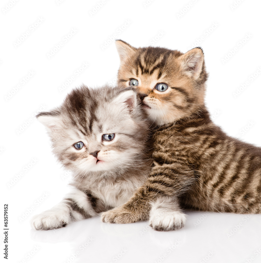 portrait of two british kittens. isolated on white background