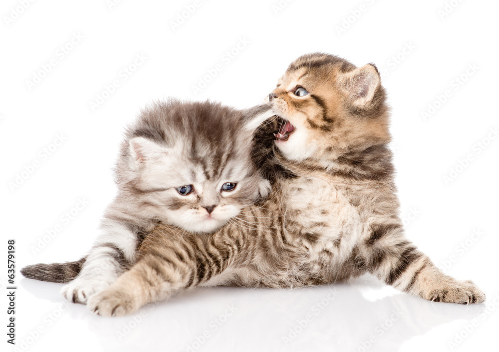 two british kittens fighting. isolated on white background