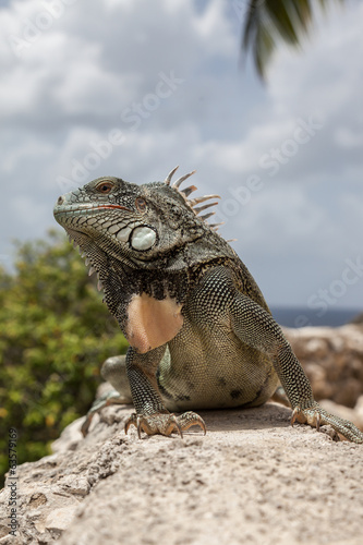 Green Iguana's Reptiles at Lagun Beach Curaca caribbean island