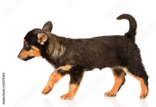 Fototapeta Naklejka Na Ścianę i Meble -  mixed breed puppy walking. isolated on white background
