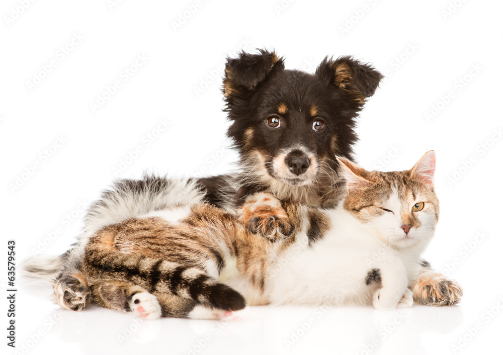 Fototapeta premium Cute dog embracing cat. isolated on white background