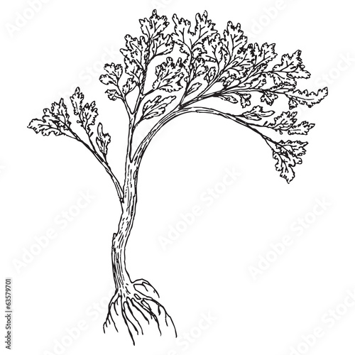 Big tree with roots