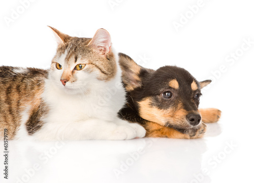 small puppy dog and kitten lying together. isolated on white 