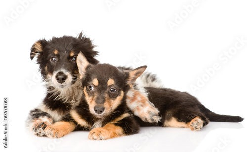 two embracing a puppy dog. isolated on white background