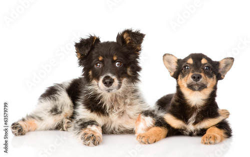 two lying puppy looking at camera. isolated on white background © Ermolaev Alexandr
