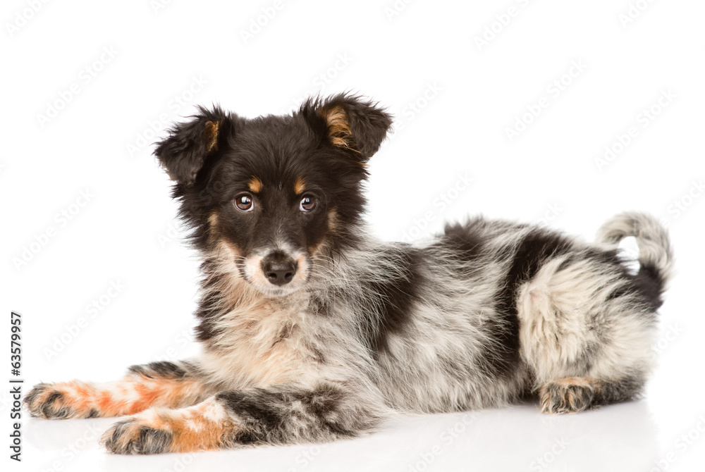 young mixed breed dog. isolated on white background