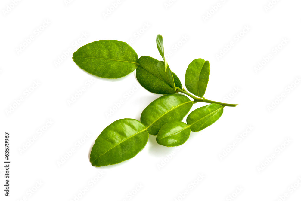 Kaffir lime leaf Kaffir lime leaf