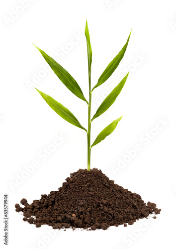 new sprout and dirt isolated on white