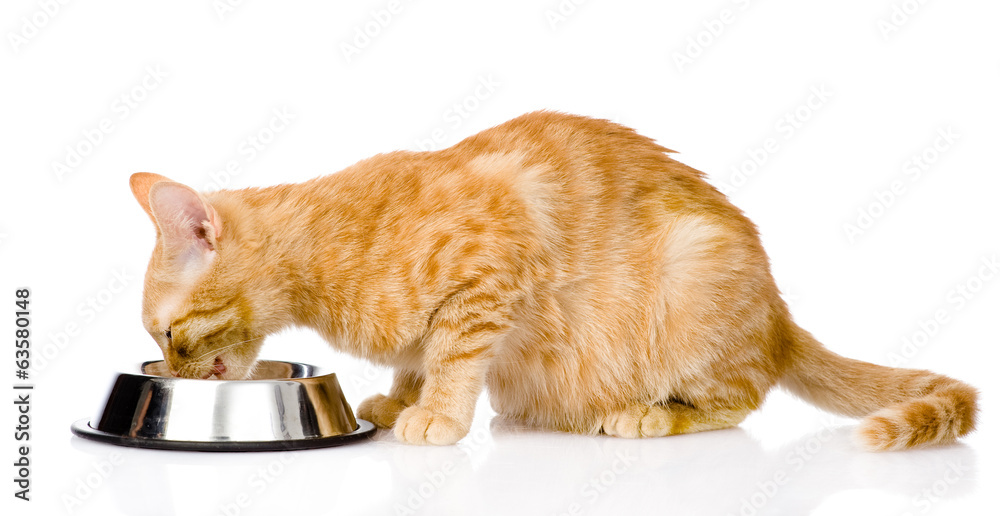 Obraz premium cat eating food. isolated on white background