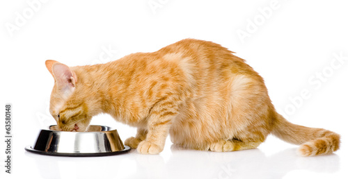 cat eating food. isolated on white background © Ermolaev Alexandr