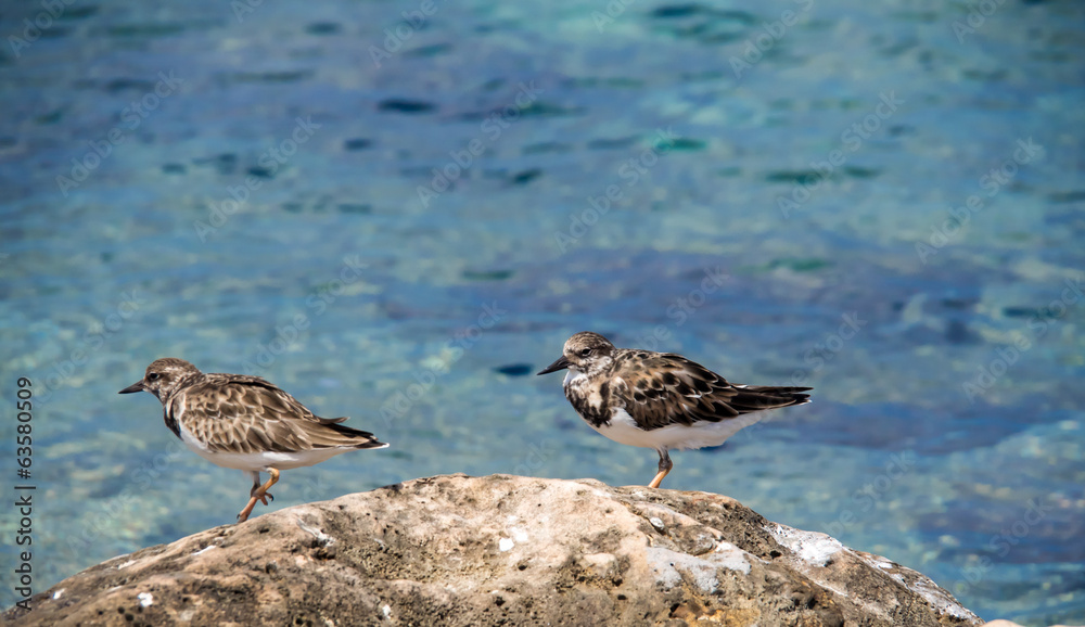 Birds Birds