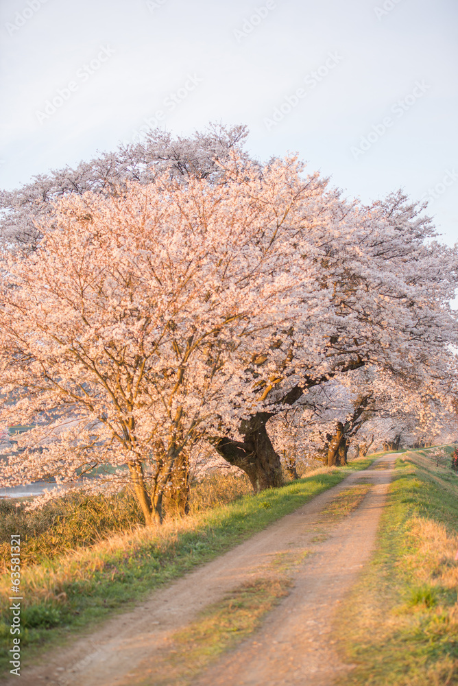 満開の桜 満開の桜