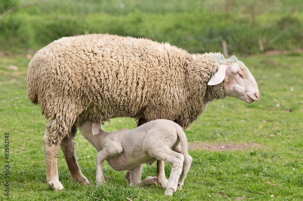 Wuerttemberg sheep Wuerttemberg sheep